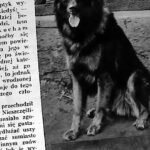 Owczarek niemiecki „Boy” nagrodzony na wystawie psów w Katowicach, 1935