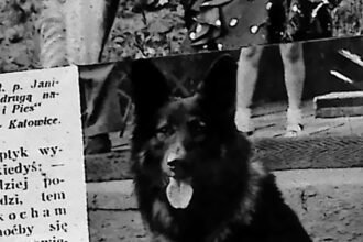 Owczarek niemiecki „Boy” nagrodzony na wystawie psów w Katowicach, 1935