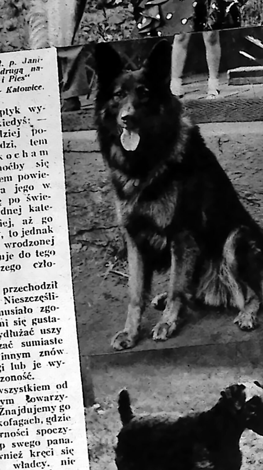Owczarek niemiecki „Boy” nagrodzony na wystawie psów w Katowicach, 1935