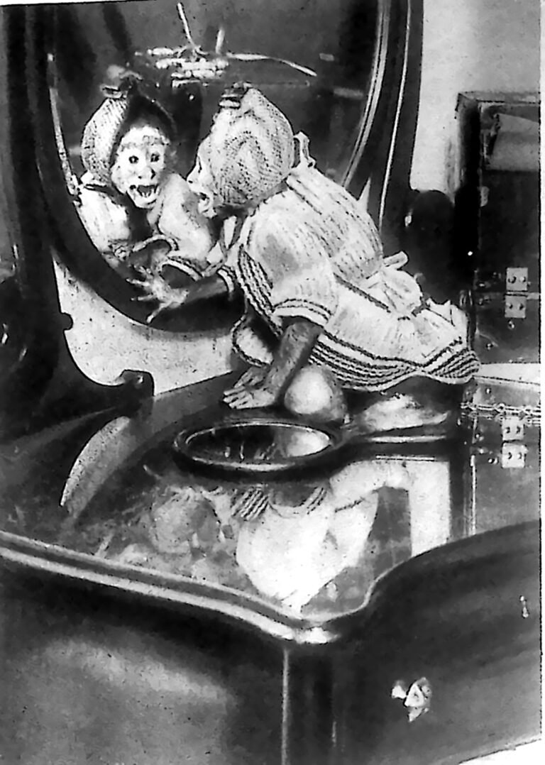 Małpka w czepku i sukience siedząca na toaletce i przeglądająca się w lustrze kabiny okrętowej. Fotografia z 1925 r.