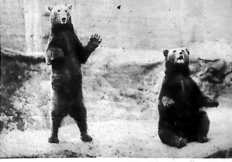 Dwa niedźwiedzie stojące na tylnych łapach na śniegu w ogrodzie zoologicznym w Londynie. Fotografia z 1926 r.