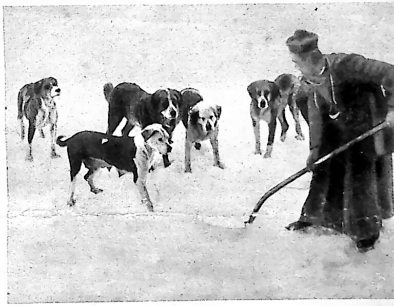 Zakonnik z kijem ćwiczy gromadę psów bernardynów na śniegu przy schronisku św. Bernarda. Fotografia z 1926 r.