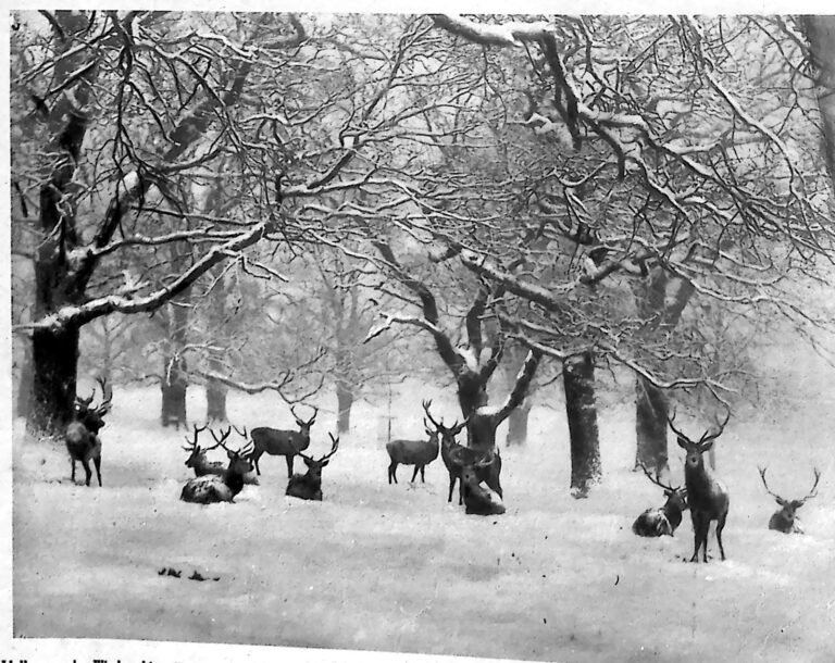 Stado jeleni na śniegu pod ośnieżonymi, bezlistnymi drzewami w parku windsorskim. Fotografia z 1926 r.