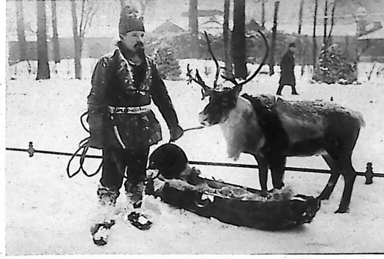 Lapończyk w futrzanym ubraniu przy zaprzęgu reniferów na śniegu w berlińskim ogrodzie zoologicznym. Fotografia z 1926 r.
