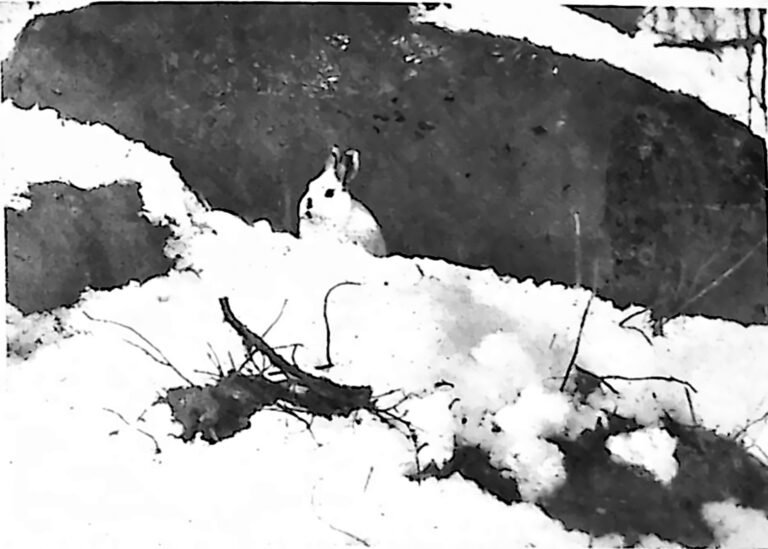 Zając przyczajony w śniegu pod gałęziami, zimowe zdjęcie przyrodnicze. Fotografia z 1926 r.