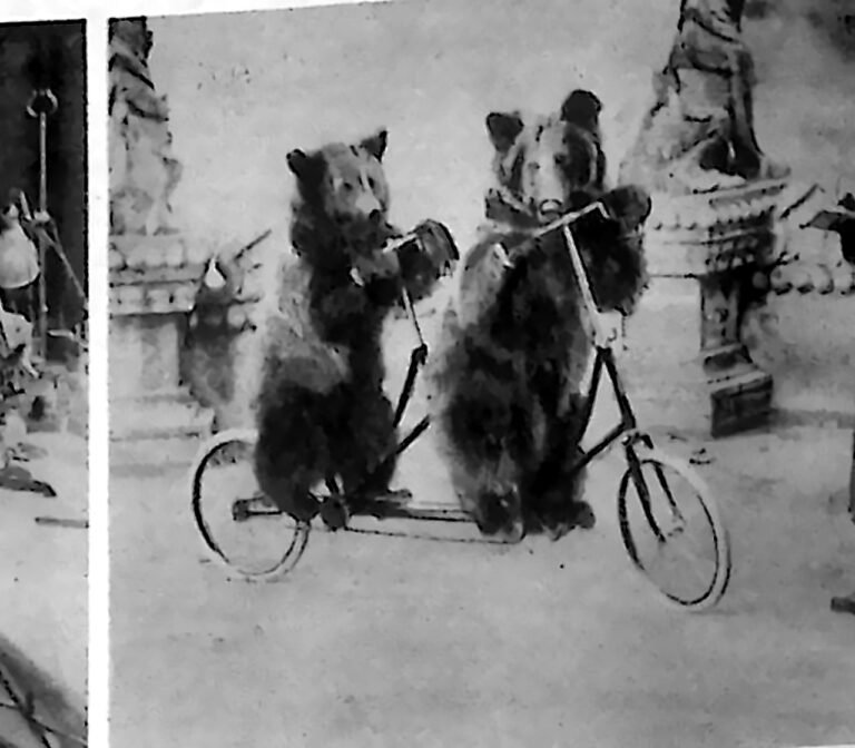 Dwa tresowane niedźwiedzie na tandemie, obok dozorca w mundurze z notesem, w zoo Hagenbecka pod Hamburgiem. Fotografia z 1926 r.