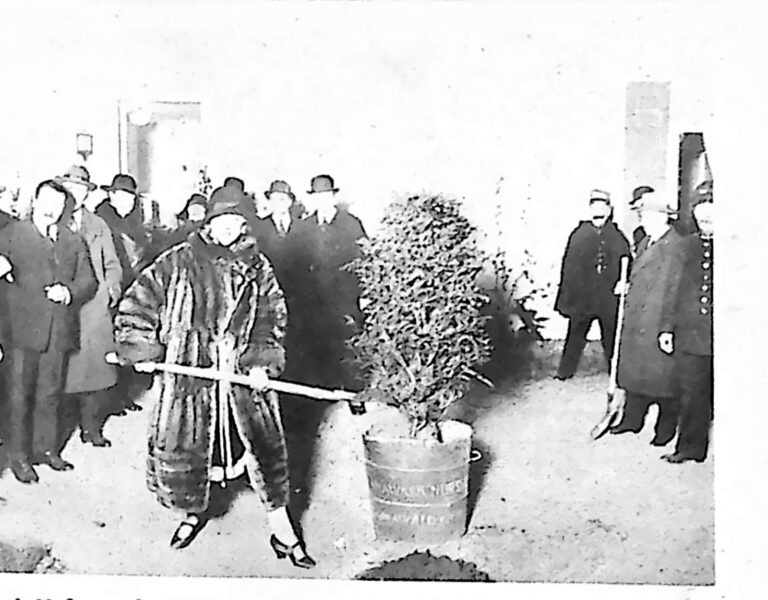 Aktorka w futrze sadząca drzewko łopatą, w otoczeniu mężczyzn w kapeluszach. Fotografia z 1926 r.