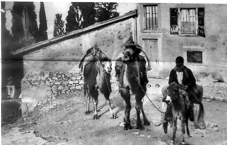 Objuczone wielbłądy i jeździec na ośle na kamienistej uliczce w Smyrnie. Fotografia z 1926 r.