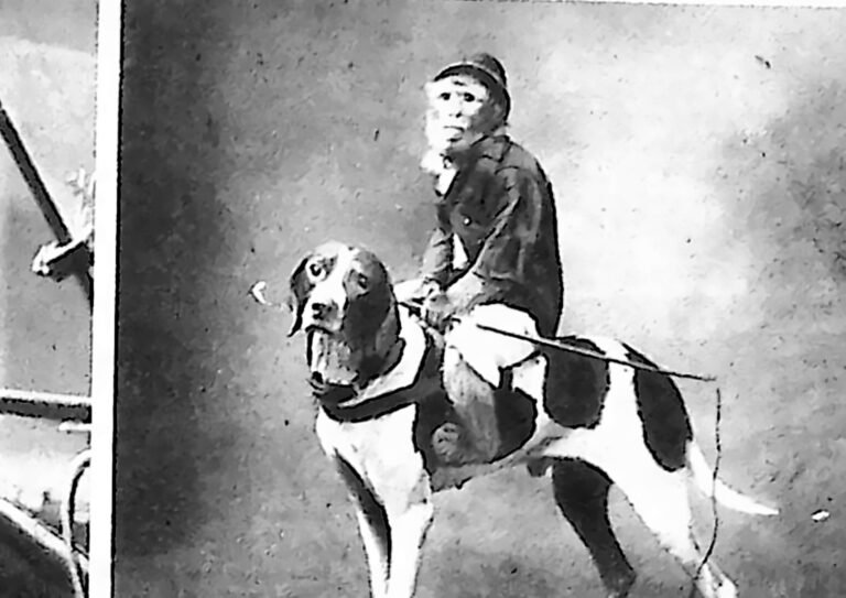 Małpa w stroju dżokeja siedząca na grzbiecie dużego psa na arenie cyrkowej. Fotografia z 1926 r.