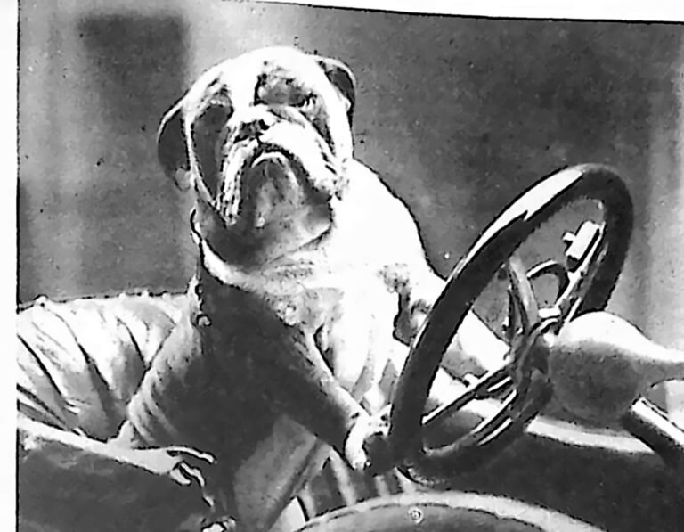 Buldog siedzący za kierownicą samochodu, sfotografowany z bliska. Fotografia z 1926 r.