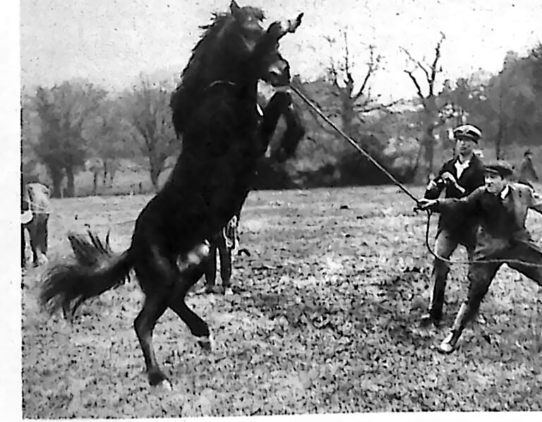Stający dęba kucyk trzymany na lince przez stajennego na wybiegu. Fotografia z 1926 r.