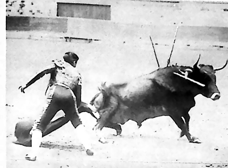 Torreador uciekający przed szarżującym bykiem z banderillami na karku, na arenie. Fotografia z 1926 r.