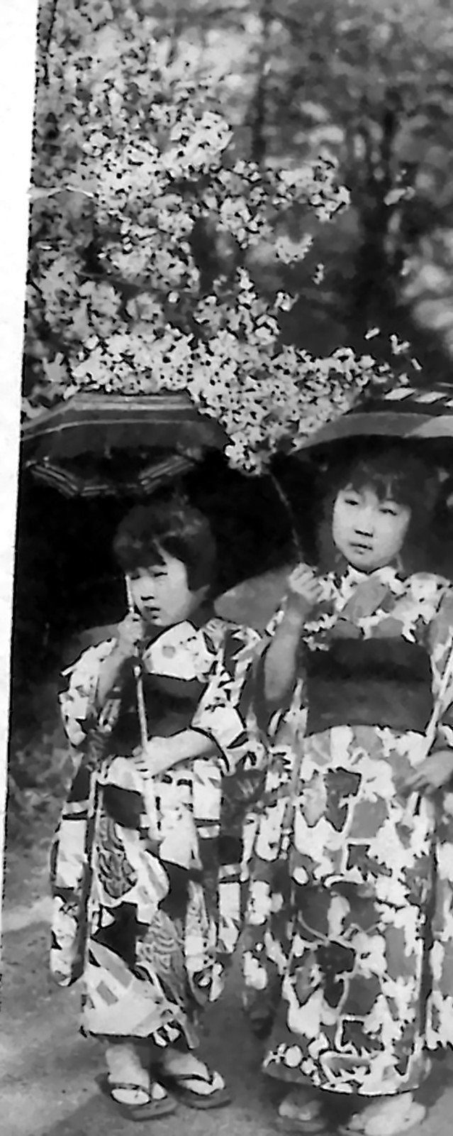 Dwoje japońskich dzieci w kimonach i drewniakach pod obsypanymi kwiatem gałęziami wiśni. Fotografia z 1926 r.