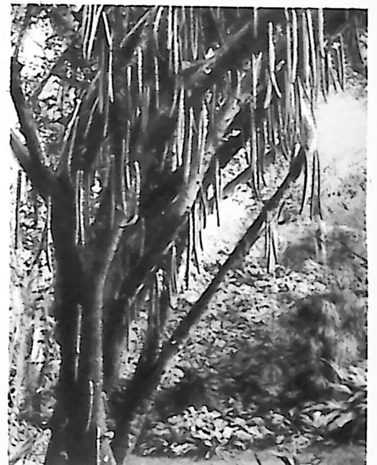 Drzewo o pniu obrośniętym długimi, świecowatymi owocami. Fotografia z 1926 r.