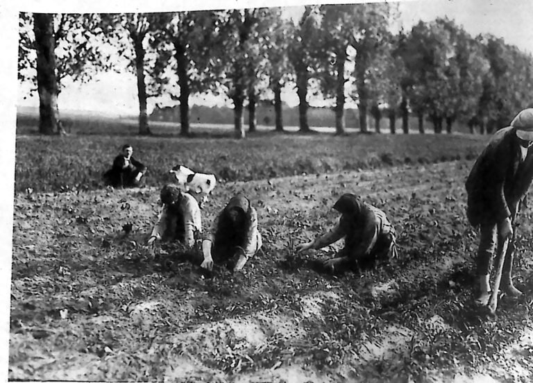 Kobiety schylone przy plewieniu grządek i mężczyzna z motyką na polu pod Warszawą, w tle aleja drzew. Fotografia z 1926 r.