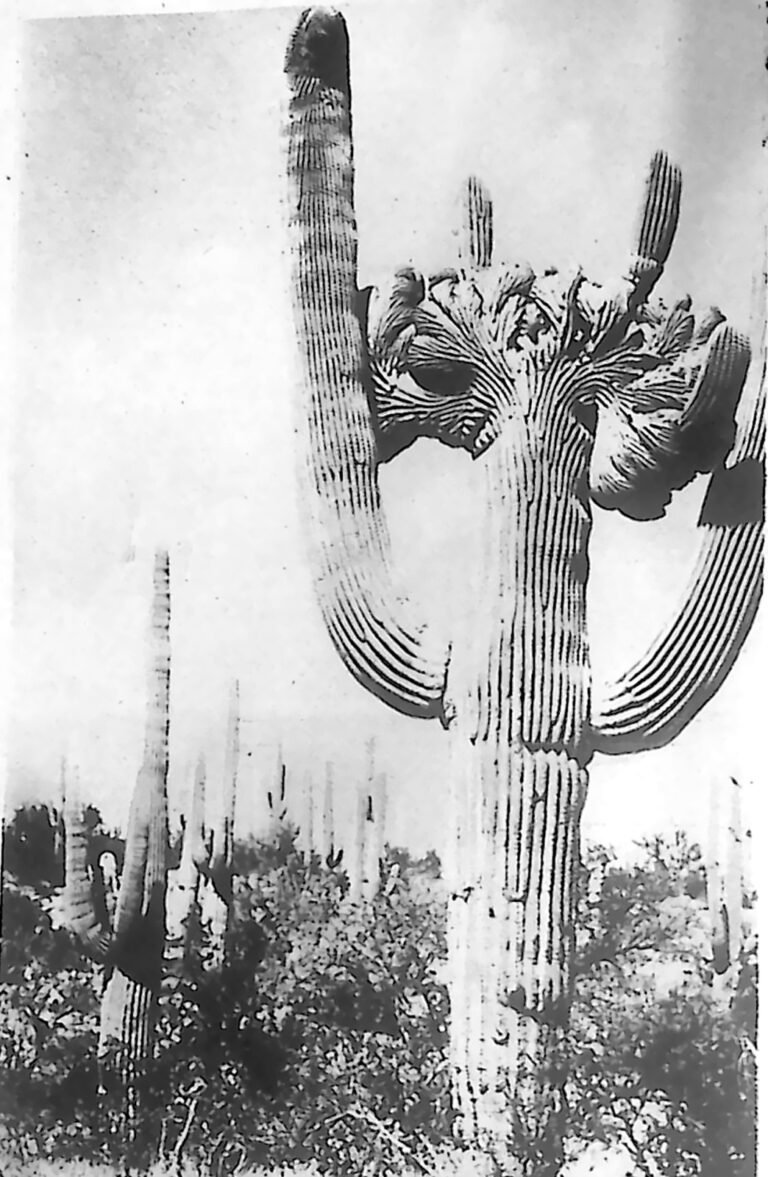 Olbrzymi kaktus saguaro o kandelabrowym kształcie, górujący nad pustynną roślinnością Arizony. Fotografia z 1926 r.